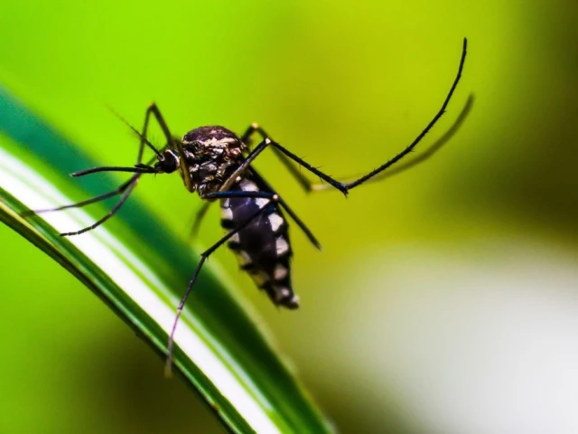 24 dengue cases have already been reported across rawalpindi during monsoon rains photo pixabay