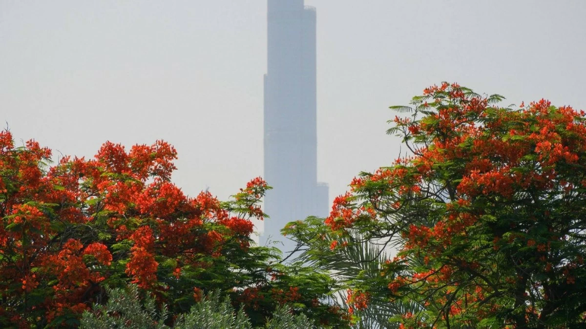The fact that the tree begins to blossom just before the summer solstice feels almost symbolic — as though inviting people to pause beneath its shade. Photo credit Government of Dubai Media Office