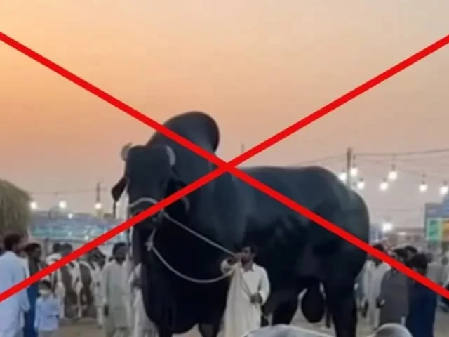 the viral post of a giant bull gained 2 8 million views and ai generated photo video grab