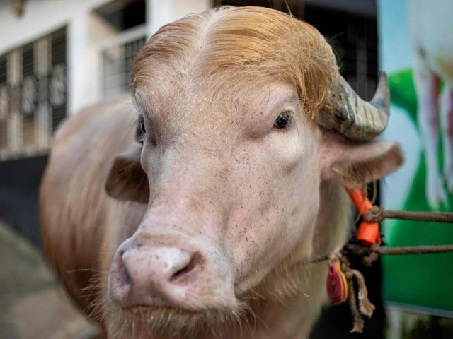 the buffalo was subsequently sent back to the farm where it had been raised photo south china morning post
