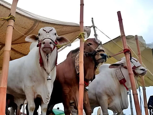 sindh announces four day eidul azha holidays